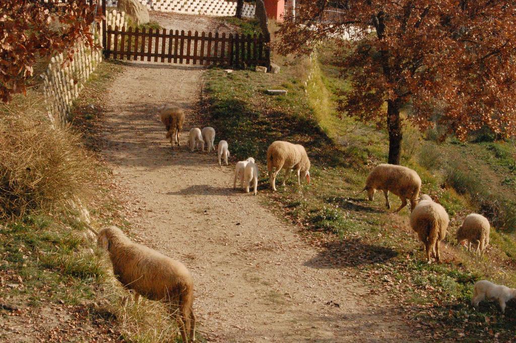 Colle Delle Meraviglie Fratticciola Selvatica Екстер'єр фото
